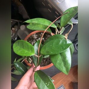 Hoya Plant 🌱